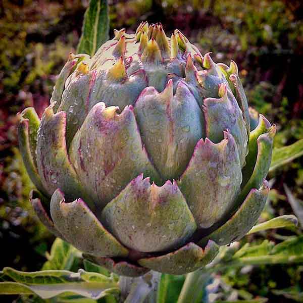 Artichokes