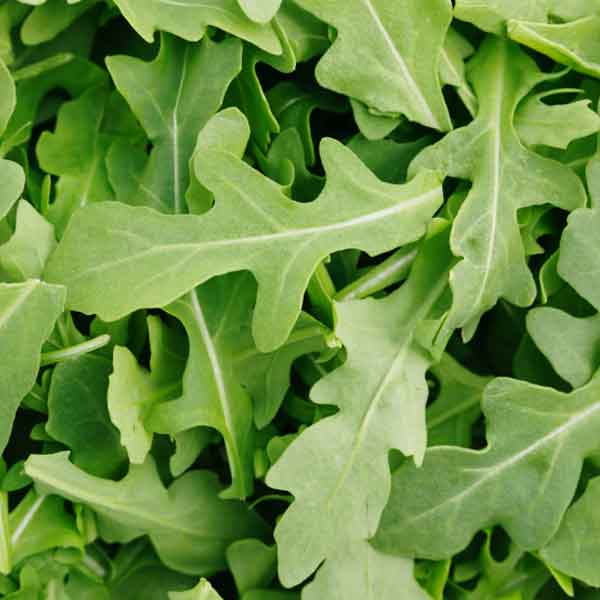 Arugula