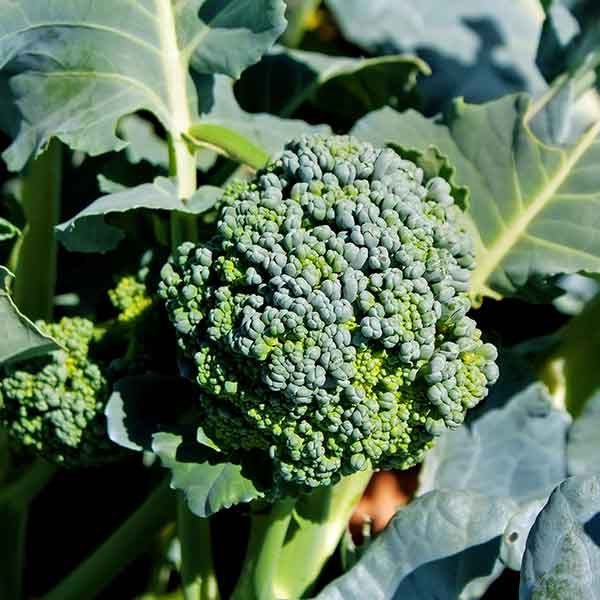 Broccoli