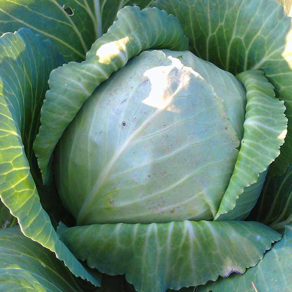 Cabbage