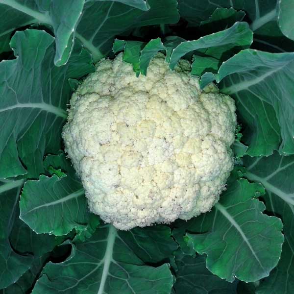 Cauliflower