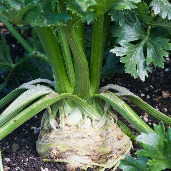 Celeriac