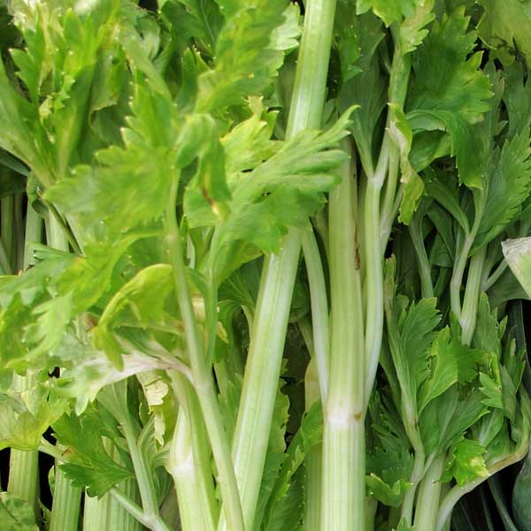 Celery