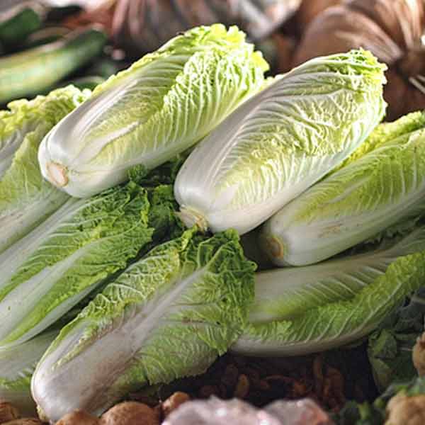 Chinese Cabbage