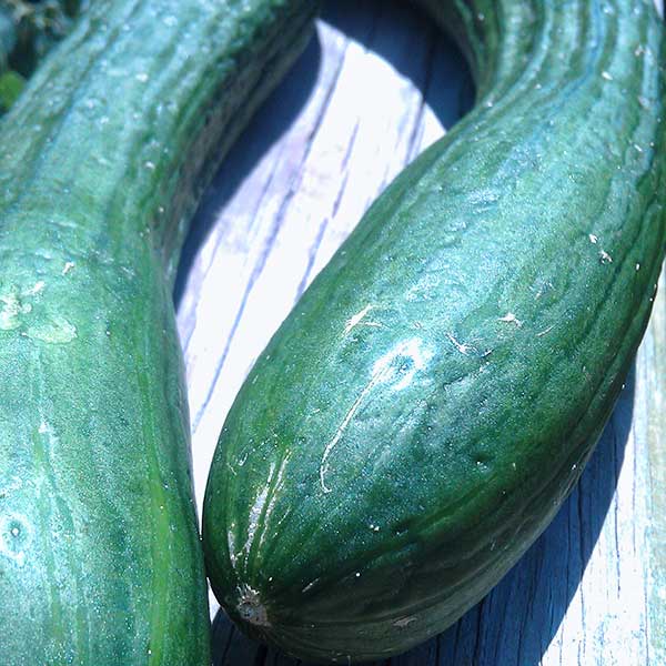 Cucumber