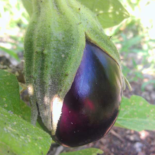 Eggplant