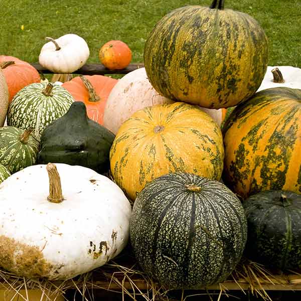 Gourds