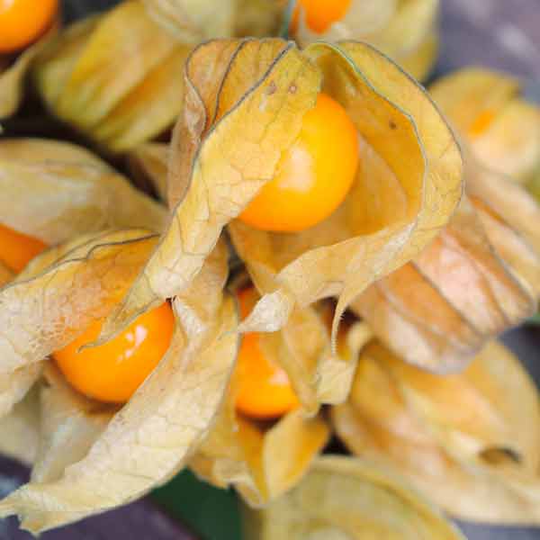 Ground Cherries