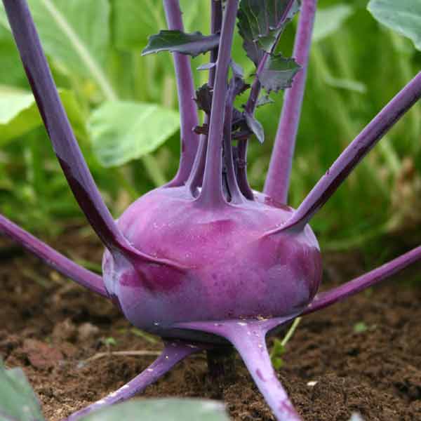 Kohlrabi