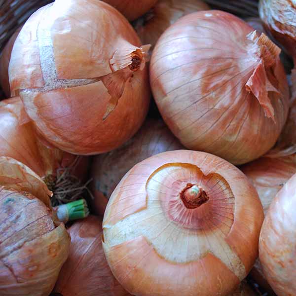 Onion