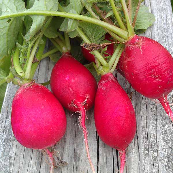 Radish