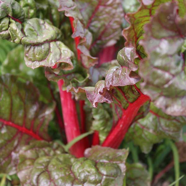 Swiss Chard