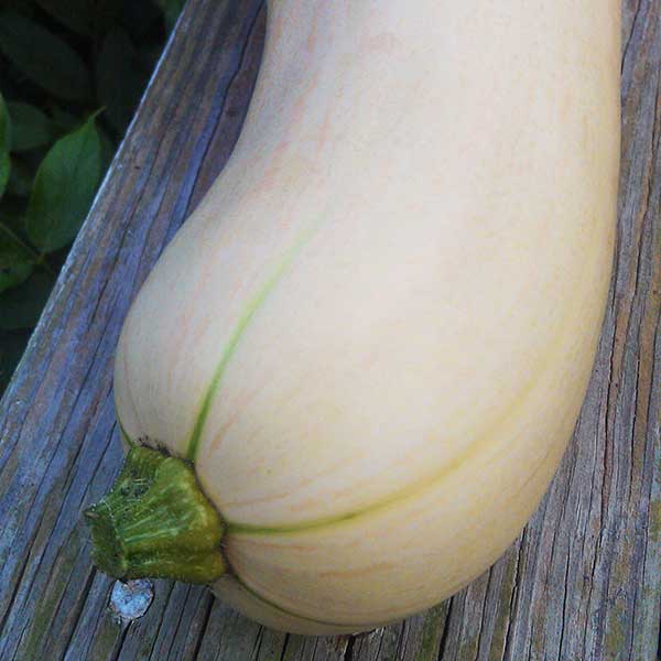 Squash (Winter)